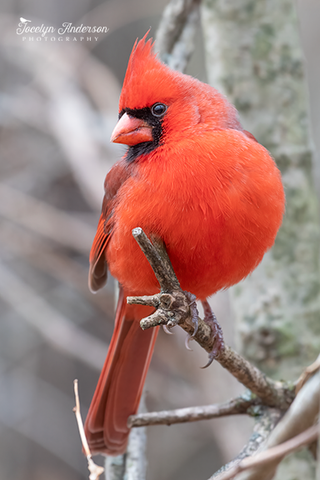 Northern Cardinal Splendidly Round