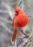 Northern Cardinal Splendidly Round