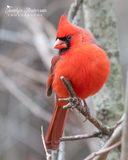 Northern Cardinal Splendidly Round