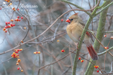 Northern Cardinal in Bittersweet