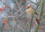 Northern Cardinal in Bittersweet