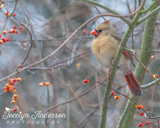 Northern Cardinal in Bittersweet