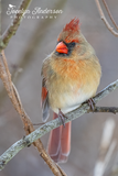 Northern Cardinal with the Fierce Eyebrows