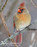 Northern Cardinal with the Fierce Eyebrows
