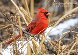 Northern Cardinal in the Underbrush