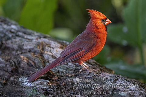 Northern Cardinal in the Morning Sunshine
