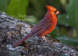 Northern Cardinal in the Morning Sunshine