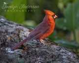 Northern Cardinal in the Morning Sunshine