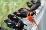 Northern Cardinal with Red-winged Blackbirds