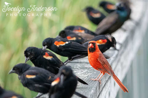 Northern Cardinal with Red-winged Blackbirds