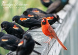 Northern Cardinal with Red-winged Blackbirds