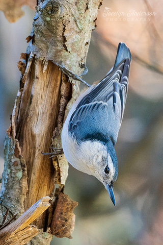 White-breasted Nuthatch