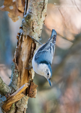 White-breasted Nuthatch
