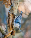 White-breasted Nuthatch
