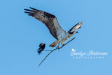 Osprey with Red-winged Blackbird