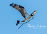 Osprey with Red-winged Blackbird