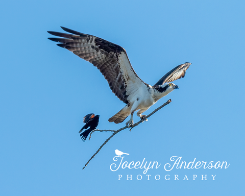 Osprey with Red-winged Blackbird