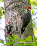 Pileated Woodpecker Family