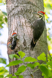 Pileated Woodpecker Family