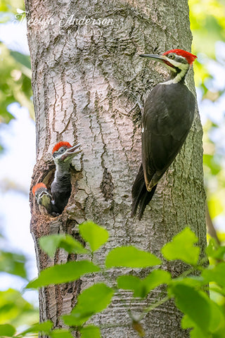 Pileated Woodpecker Family
