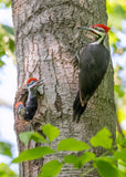 Pileated Woodpecker Family