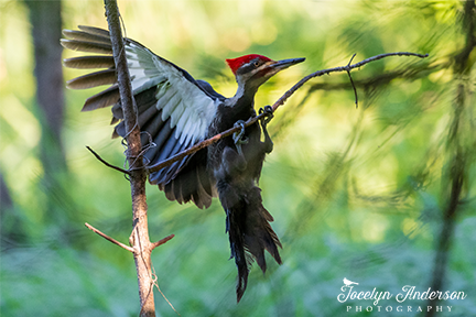 Pileated Woodpecker Landing