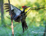 Pileated Woodpecker Landing