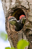 Pileated Woodpeckers Hoping for Food