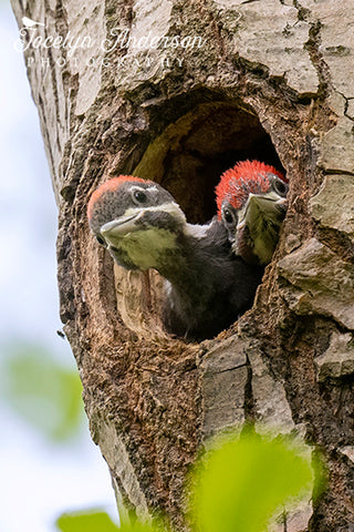 Pileated Woodpeckers Hoping for Food