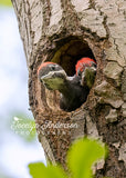 Pileated Woodpeckers Hoping for Food