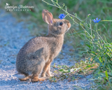 Cottontail Bunny with Chicory
