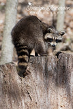 Raccoon