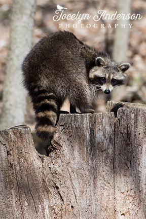 Raccoon