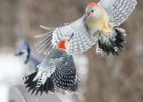 Red-bellied Woodpeckers in Flight