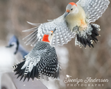 Red-bellied Woodpeckers in Flight