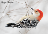 Red-bellied Woodpecker Hanging from Branch