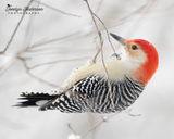 Red-bellied Woodpecker Hanging from Branch