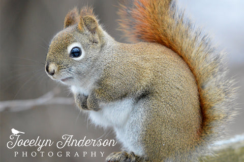 Red Squirrel