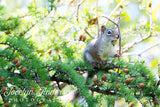 Red Squirrel