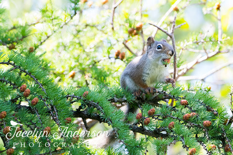 Red Squirrel