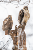 Red-tailed Hawks