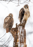 Red-tailed Hawks