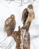 Red-tailed Hawks