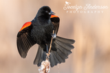 Red-winged Blackbird Perched on Cattail