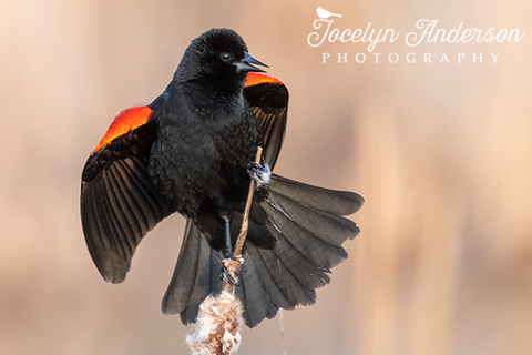Red-winged Blackbird Perched on Cattail
