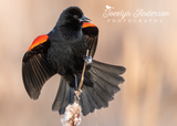 Red-winged Blackbird Perched on Cattail