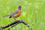 American Robin in Spring