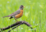American Robin