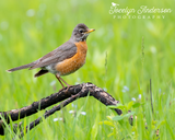 American Robin in Spring