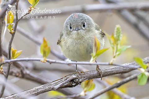Ruby-crowned Kinglet